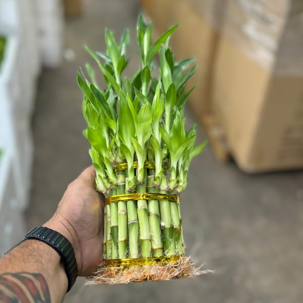Live-Two-Tier-Lucky-Bamboo-Plant-Bundle-of-15-Stalks-Easy-to-Grow-Air-Purifying-Live-Indoor-Houseplants-Flowers-for-Home-Office-Wedding-Decor-Giftable