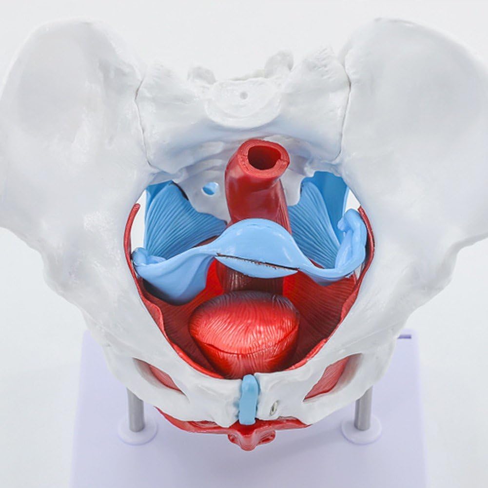 Modelo De Pelvis Femenina, Modelo De Anatomía De Pelvis Femenina Esqueleto Humano Ciencia Médica Equipo Educativo Anatomía Suministros De Medicina