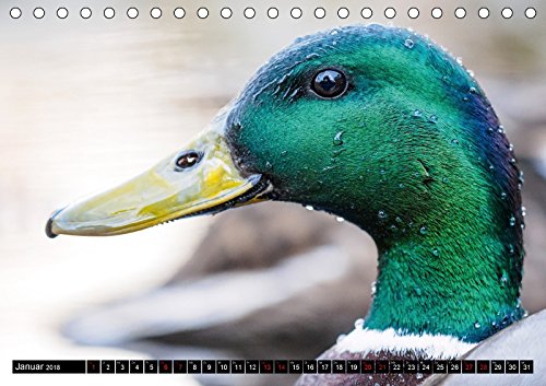 Großstadt-Oase Gartenteich (Tischkalender 2018 DIN A5 quer): Die Stille trügt (Monatskalender, 14 Seiten ) (CALVENDO Tiere) [Kalender] [Apr 14, 2017] Wibke Hildebrandt, Anne