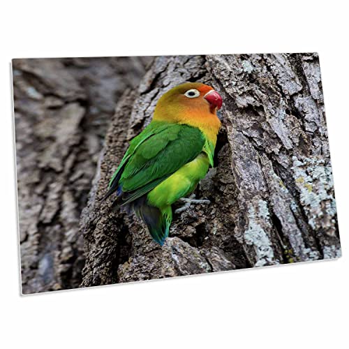 3dRose Africa Tanzania Fischers Lovebird Desk Pad
