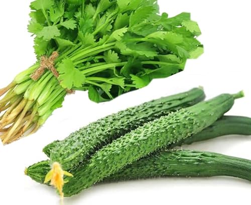 11ct 中国黄瓜 Cucumber Seeds for Planting Vegetables and Fruits - China Long + 100ct 香菜 Cilantro Seeds for Planting-Slow Bolt.