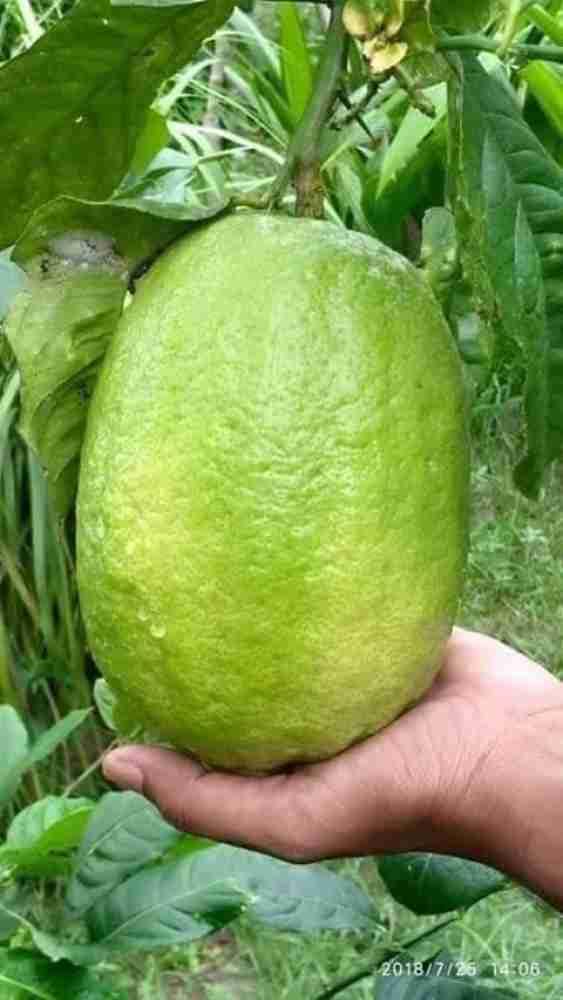 BHUMI ENTERPRISE Thai All Time Big Size Gandharaj Lemon Live Plant, Hybrid Seedless Variety (Air Layering) all seasons Nimbu,Nimboo Lemon Plant Height 1.5-2 FT Height (PAck Of 1) (B0D9TNDD8V) Amazon Price History, Amazon Price Tracker