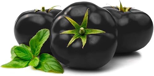 Miniatura 2 de 100 semillas de tomate cereza negra, fabricadas en Estados Unidos, semillas de frutas enanas