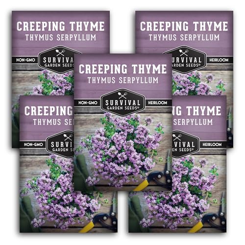 Creeping Thyme Seed for Planting - 5 Packets with Instructions