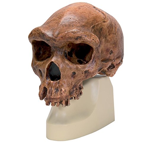 Image of 3B Scientific VP754 /1 Broken Hill or Kabwe Anthropological Skull Model, 8.3 inch x 6.1 inch x 9.3 inch