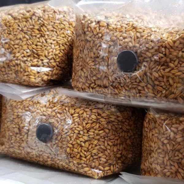 3Kg Sterilised Organic Rye Grain for Mushroom Spawn
