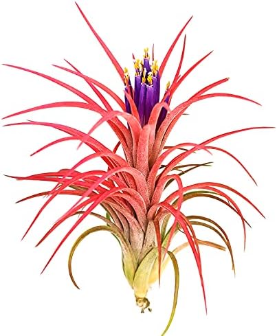 Victoriana Air Plants