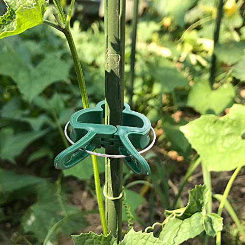 Alotpower Plant Support Clips 60pcs, Flower and Vine Clips,Garden Tomato Plant Support Clips for Supporting Stems,Vines Grow Upright Vegetables Tomatoes Climbing (2 Sizes in one Pack)