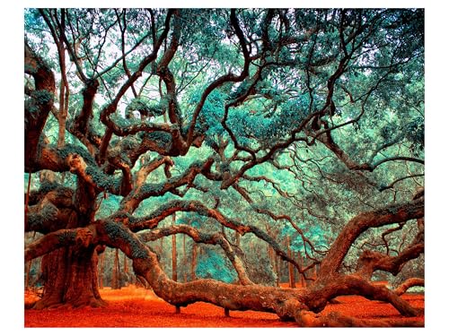 Angel Oak Tree Photo, Nature Photography, Charleston SC John's Island,