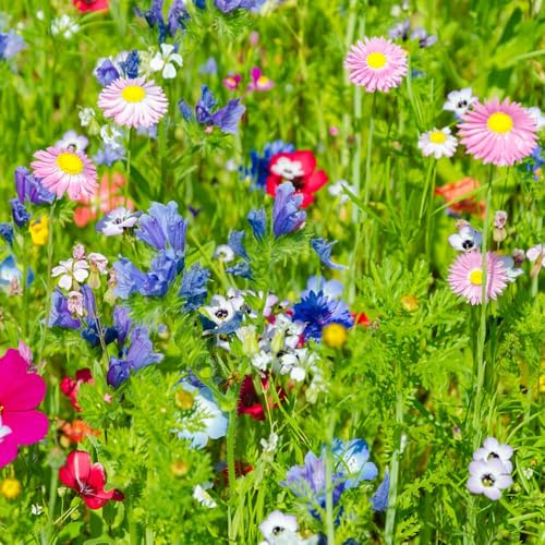5000 piezas semillas de silvestres perenne resistente balcón jardín jardín interior decorativa semillas de cobertura del suelo resistentes,
