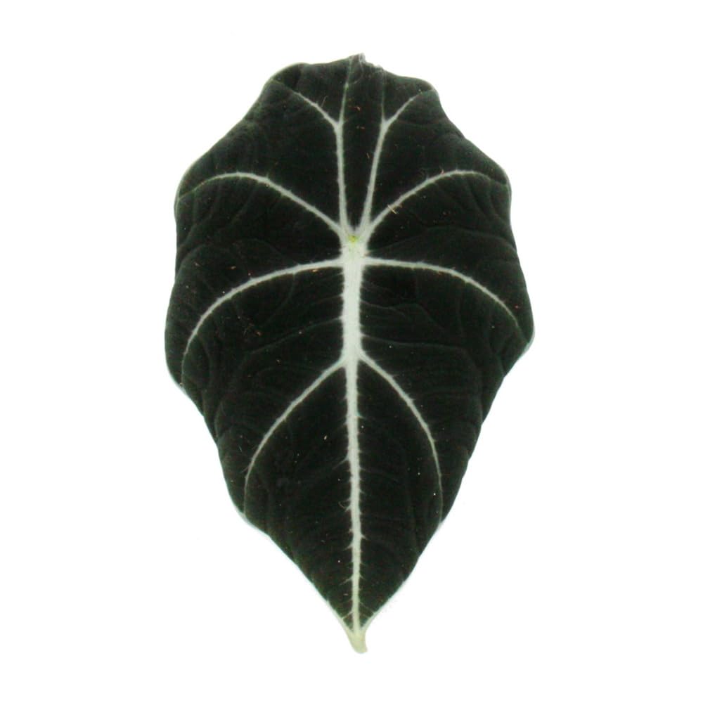 Exotenherz - Alocasia reginula Black Velvet - Tropenwurz - Alokasie - Pfeilblatt - 11cm Topf