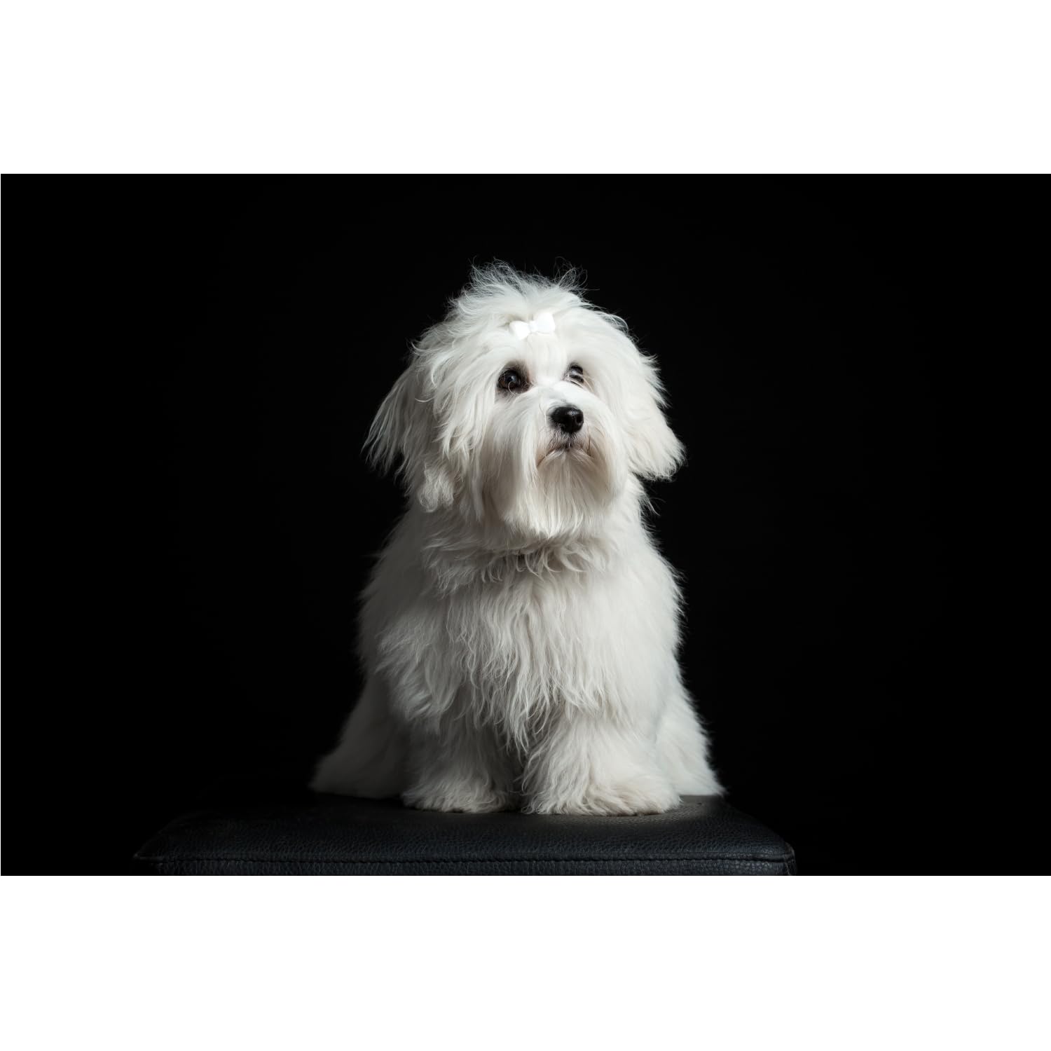 Fermagli Per Capelli Cani - 7 Pezzi Edition Caramella - Per Cani A Pelo Lungo - Antiscivolo - Foto 9