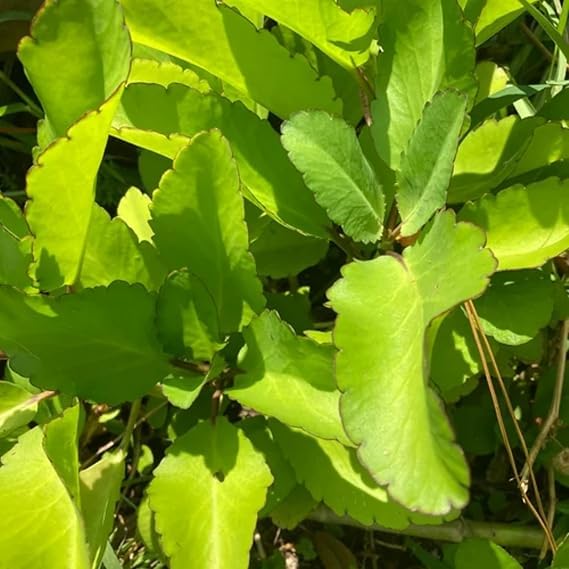Image of Ayurvedic Patharchatta Panfuti Plant Live Bryophyllum Pinnatum for Natural Kidney Stone Relief Miracle Leaf Herb Fresh and Healthy with pot