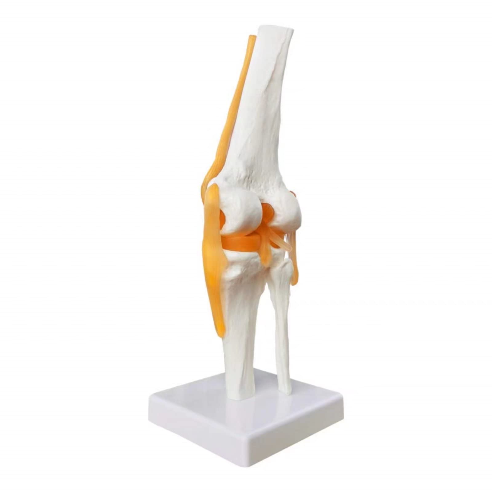 EVOTECH SCIENTIFIC Modèle de genou fonctionnel humain, avec ligament, taille réelle pour l'enseignement médical, la démonstration de clinique, outils d'apprentissage et d'affichage d'éducation