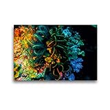 CALVENDO Toile de Lin de qualité supérieure - 45 x 30 cm - Corail Dur et étoile de Fil - Tableau sur châssis - Impression sur Toile véritable Nature