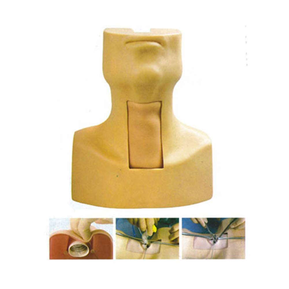 Buy Cricothyroid Puncture and Incision Training Model Adult Tracheotomy ...