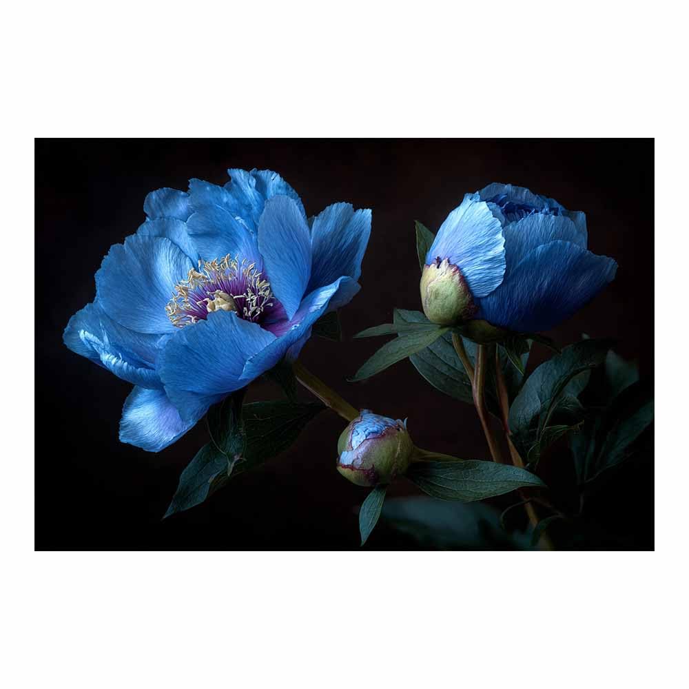 Xeniou Multicolor Flowers Wall Art Darkest Blue Peony Art Canvas Wall Art, For Living Room Bedroom Home Wall Decoration(Multicolor)-80X120cm Unframed