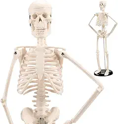 Esqueleto Humano Anatomia 45CM, Modelo de Mini Esqueleto com Juntas Móveis, Tampa de Caveira Removível
