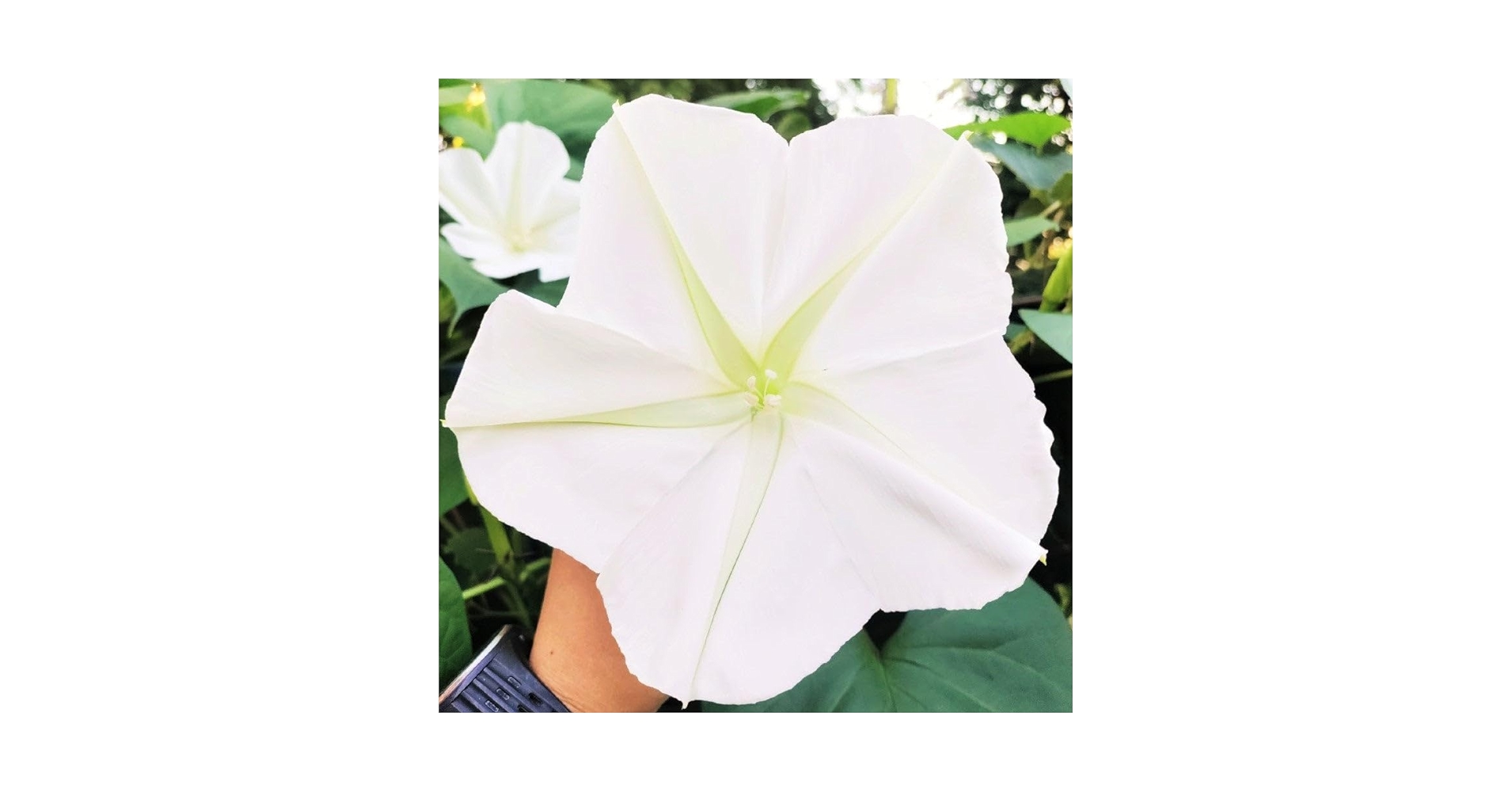 Amazon.com : TomorrowSeeds - Moon Flower Seeds - 30+ Count