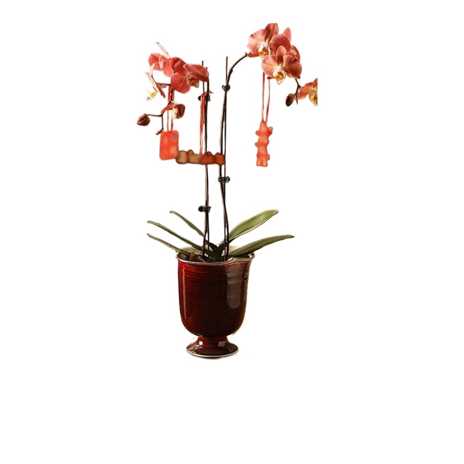 Z4T8M2K6G5 Indoor Plant Pots Ceramic Flower Pot: Festive Red, Tall-Legged, Specially Designed For Phalaenopsis And Holly Potted Plants Garden Planters