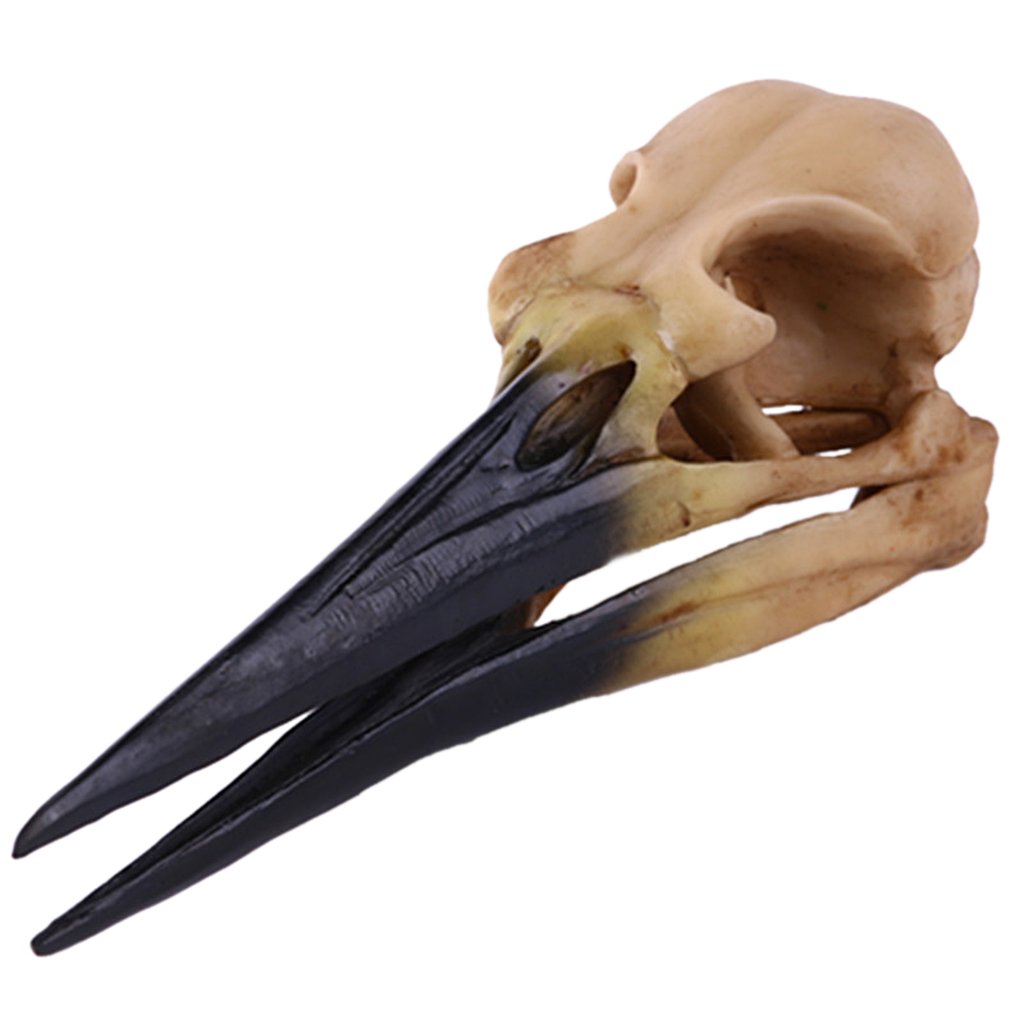 NF&E Retro Yellow Oystercatcher Resin Skull Head Model Home Bar Decor 17x6x7cm Amazon.in Toys