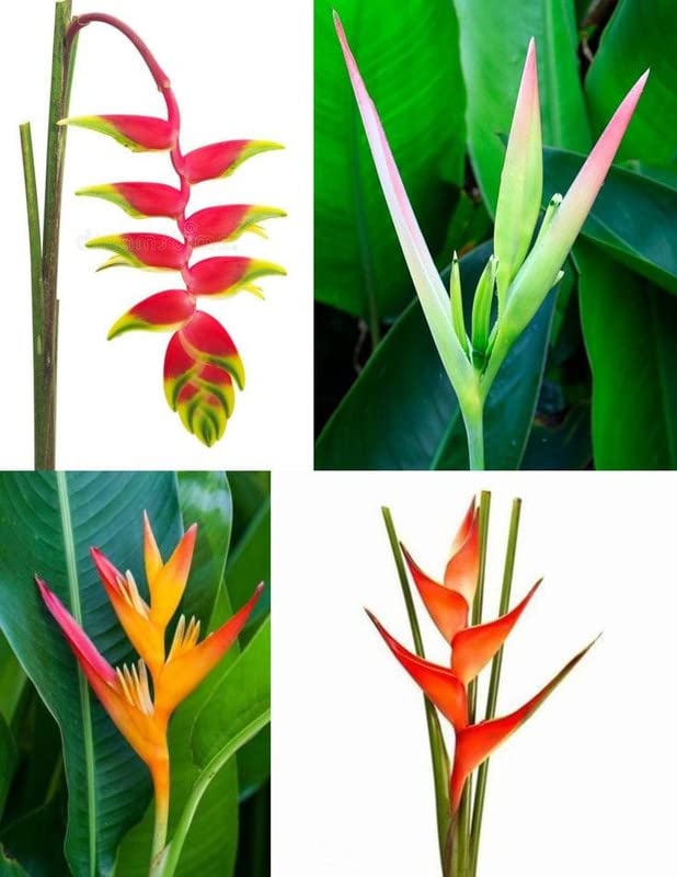 Ritz Farming Bird-of-paradise, Bird of Paradise Flower, Crane Flower is Elegant, Gorgeous Flower Bulbs For All Season India (Pack of 10 flower bulbs)