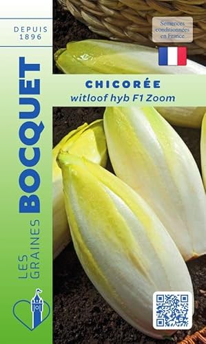 Sachet de graines de Chicorée Witloof HYB F1 Zoom - 4 g - légume feuille - LES GRAINES BOCQUET