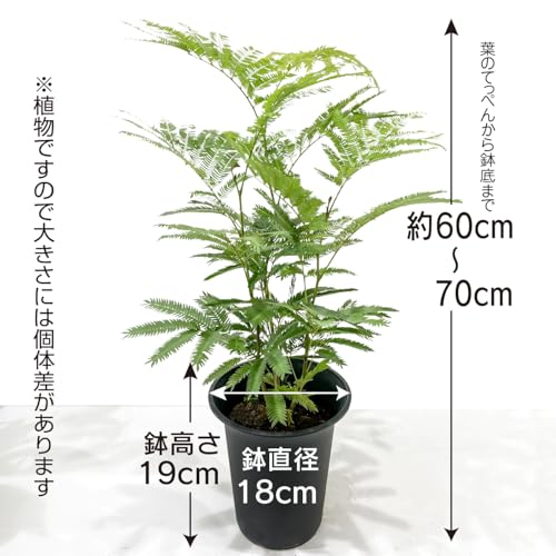 hananico エバーフレッシュ 6号鉢 観葉植物