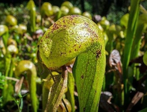 20 Darlingtonia Сalifornica Seeds | California Pitcher Plant | Yellow Cobra Lily Plant 20 Darlingtonia Сalifornica Seeds | California Pitcher Plant | Yellow Cobra Lily Plant