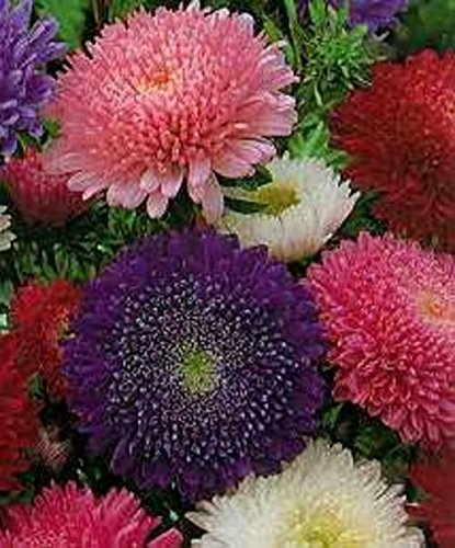 ASTER POWDERPUFF BOUQUET MISCUGLIO NR.300 SEMI