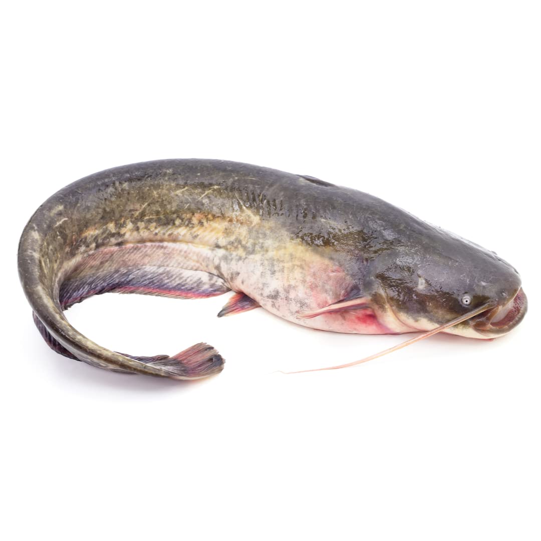 Freshly Frozen Whole Large Catfish | 1 Unit ~1.5kg