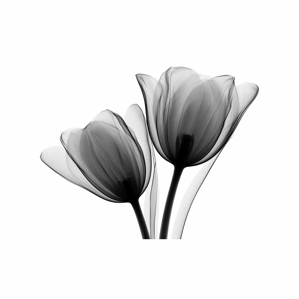 HOQIU Black And White Canvas Pictures Black Xray Tulips prints for walls, canvas wall art, for Living Room Bedroom Bathroom Home Office Wall Decoration(Multicolor)-80x120cm Unframed