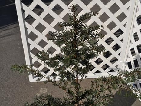 Amazon 6か月枯れ保証 生垣樹木 イチイ 0 4m 植木