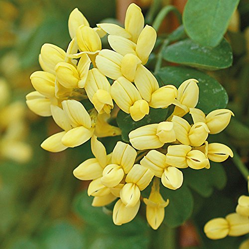 Yellow Winter Flowers Coronilla Hardy Outdoor Evergreen Shrub Producing Scented Blooms, Ideal for Small Coastal Gardens & Rockeries, 1 x Coronilla Glauca Citrina in 9cm Pot by Thompson & Morgan