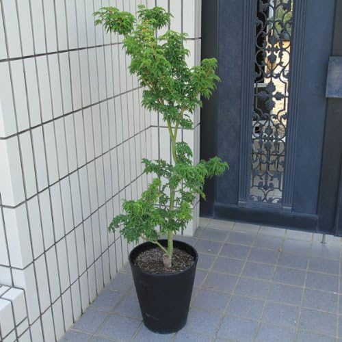 Amazon Co Jp 獅子頭もみじ 硬質プラ鉢植え 鉢色選べます 白or黒 全高100 1ｃｍ 黒 Diy 工具 ガーデン