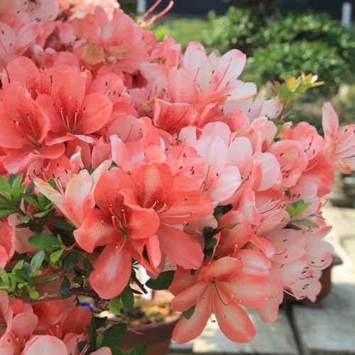 Semi di rododendro - per luoghi soleggiati Rododendro - vecchie varietà da giardino roccioso resistenti giardino di arbusti rare arbusti fioriti resistenti 250pcs