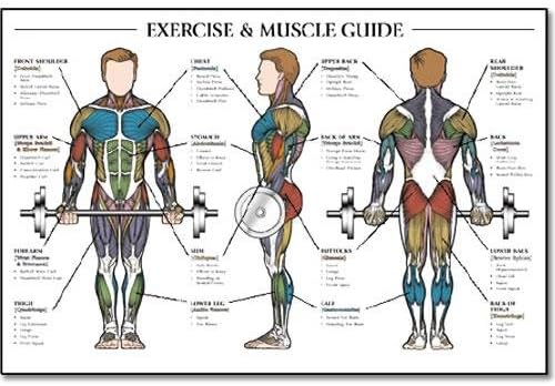 Exercise & Muscle Guide-Male 24"x36"