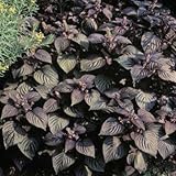 Fresh 1000 semillas - Perilla Frutescens Herb Seeds