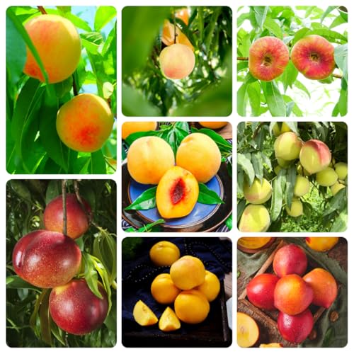 Semi resistenti del pesco、semi di pesca、 semi di, resistenti per il giardino vaso per, da giardino da frutto colonnari, semi di frutto 8pcs