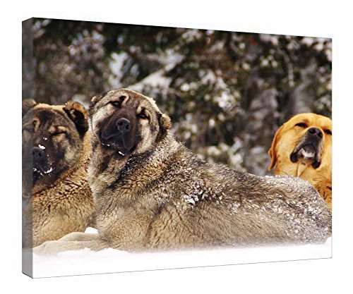 Toile de chiens entrelacés encadrée bois, le cadeau idéal pour amoureux des animaux