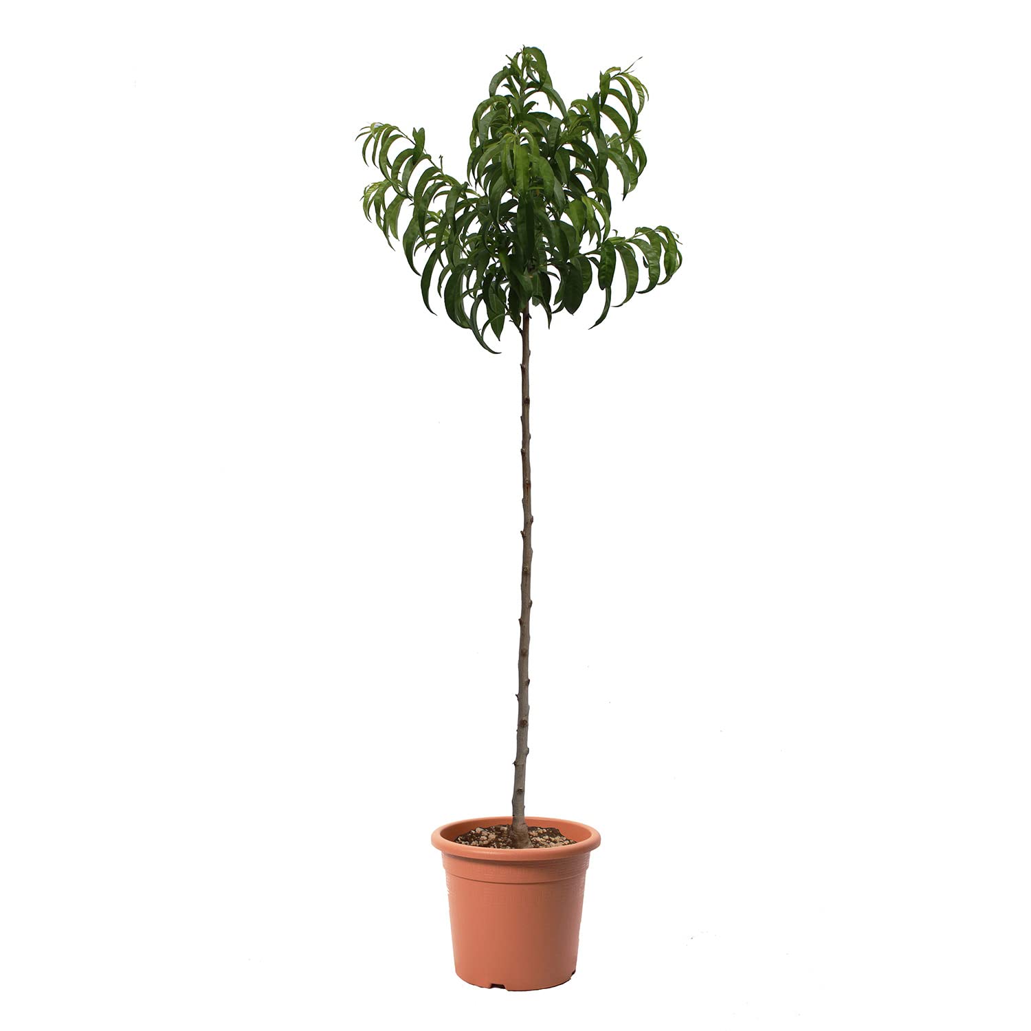 KENTIS - Pêcher Plate Blanche - Prunus Persica - Vraies Plantes d'Extérieur - Arbre Fruitier de Jardin d'Ornement - Pot de Culture Ø 24 cm