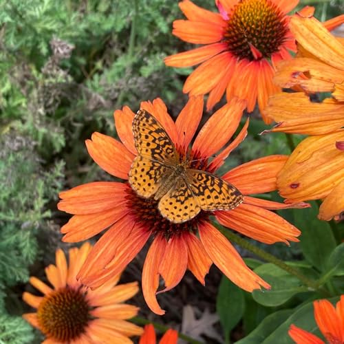 Fantastic Fritillaries!