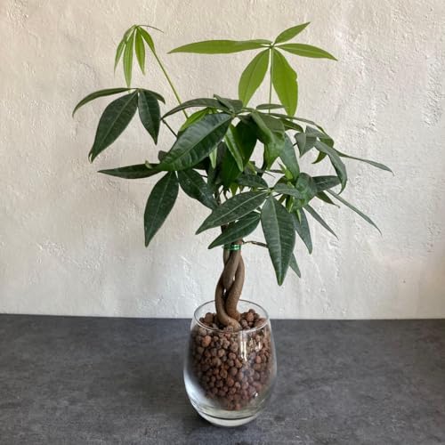 観葉植物 パキラ 編み」の人気商品一覧 | 安い商品を通販サイトから