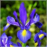 Sprache der Iris: rein, zart und schön, warm und festlich, warm und fröhlich.