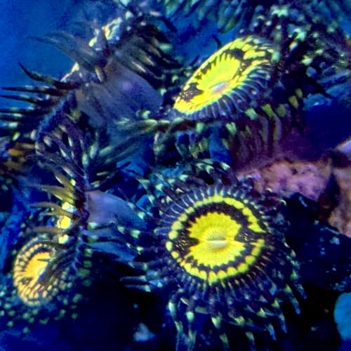 ECO AQUACULTURE FARM Pacman Zoanthids Aquacultured Saltwater, Marine Coral Decor for Reef Tank & Saltwater Aquarium, 1 Head