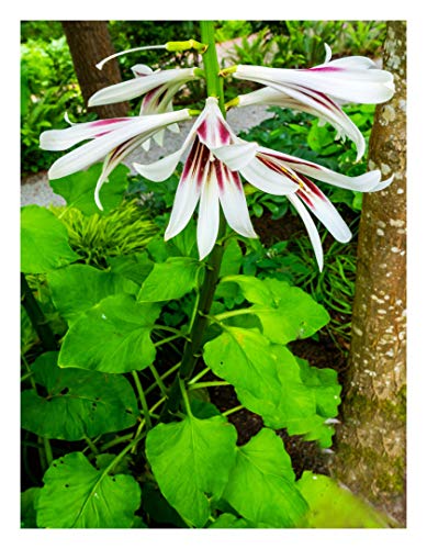 Preisvergleich Produktbild Blumenzwiebel - Nepalesische Riesenlilie / 1 Knolle (Cardiocrimum giganteum)