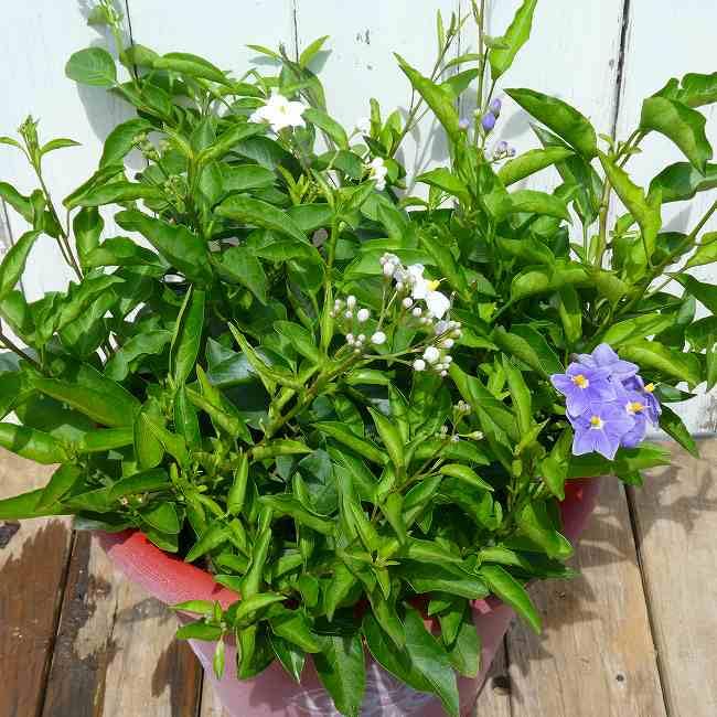 Amazon.co.jp: ヤマホロシ 青花と白花寄せ植え 8号鉢 直径25.5cm