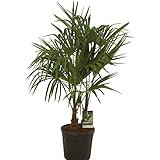 Floraison : mai à juin Palmier Chanvre Trachycarpus Fortunei 100 à 120 cm Pot 10l 2 Troncs - Plante En Pot - Floraison Mai à Juin Exposition - Exposition Soleil Sol