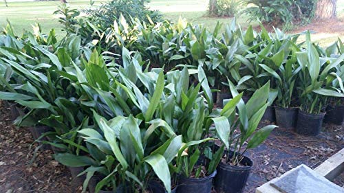 seedsown Planta de fundición de Hierro (Aspidistra) 3Gal Grandes Plantas (Enviado e Root) Cover
