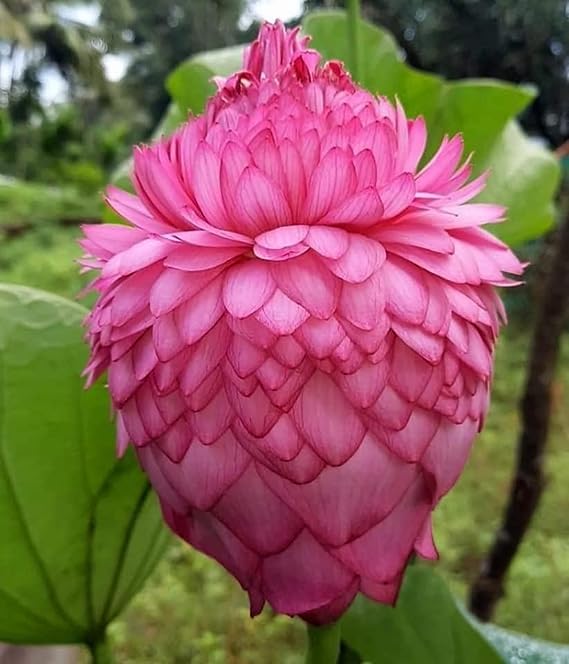 Image of GO GREEN Lotus plant LIANG LI MICRO LOTUS Organic Water Lilies Lotus Bowl Aquatic Plants Flower Easy from tuber, Bonsai Planting Pond Indoor Outdoor Decor (Utp)